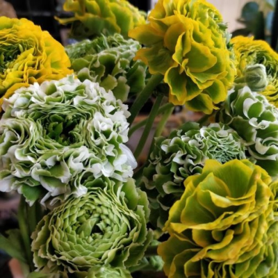 Designer's Choice -Spring - Send spring flowers in Bolton