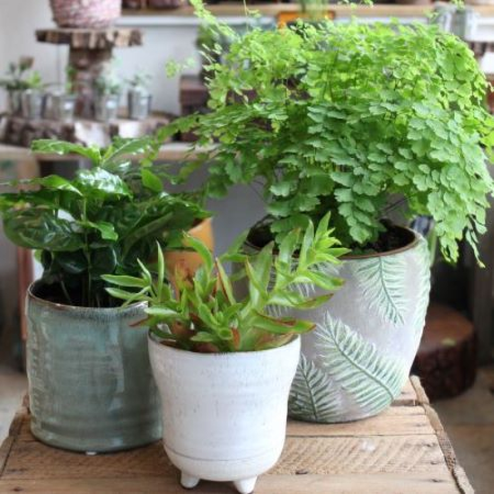 Houseplant Selection