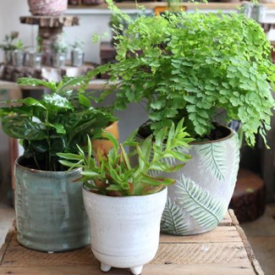 Houseplant Selection - The perfect gift for any plant lover, we will carefully choose a selection of beautiful houseplants.